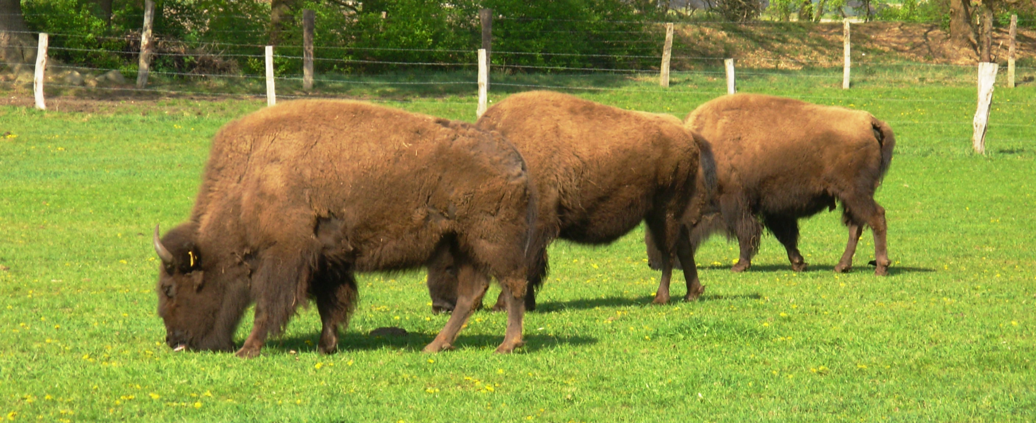 Bisons – Bisonfarm Schneeren | Hof Ruhnow Thiesse
